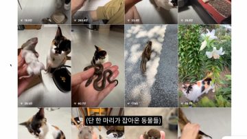다시 한번 길고양이 문제에 대해 강하게 어필하는 유튜버 (※스압주의)_64.webp
