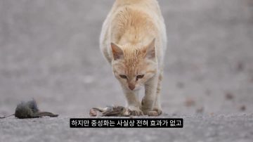 다시 한번 길고양이 문제에 대해 강하게 어필하는 유튜버 (※스압주의)_35.webp