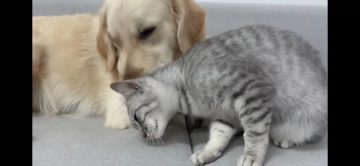 개삼촌 무서워하는 새끼냥들에게 숙련된 엄마냥이 시범 보여줌_6.webp