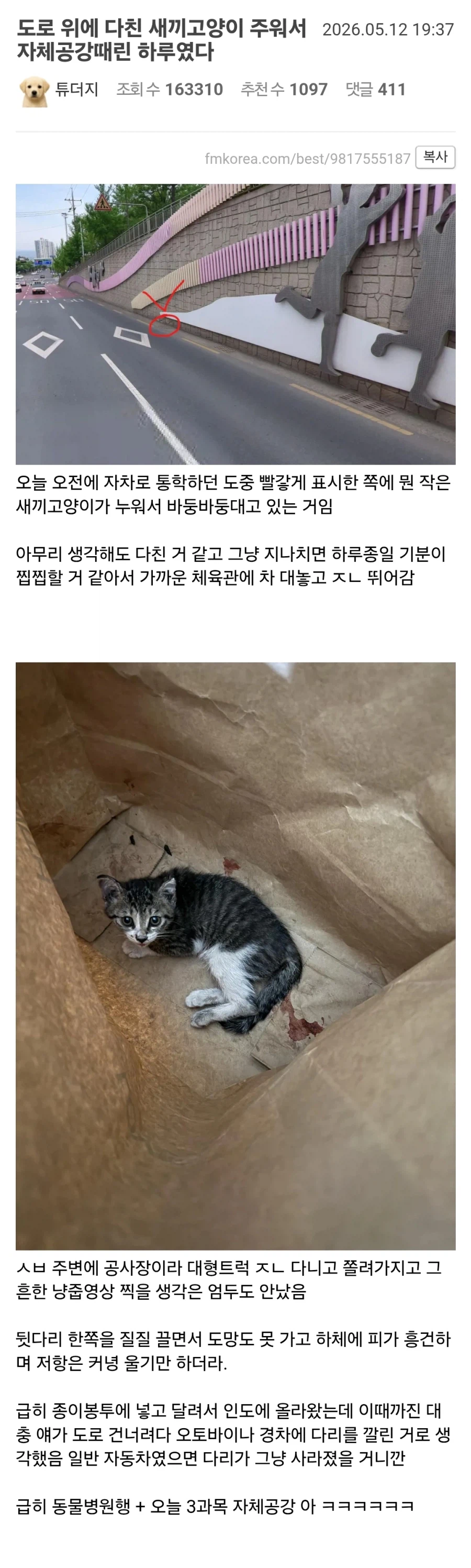 도로 위에 다친 새끼고양이 주운 펨코인.jpg_1.webp