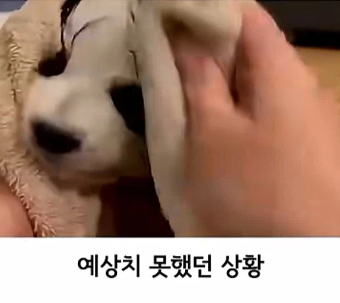 유투브 쇼츠 AI 뇌절 대잔치_5.webp