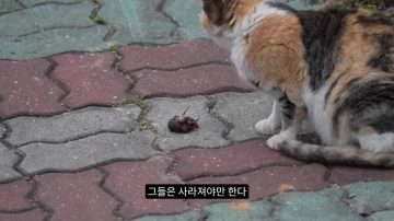 다시 한번 길고양이 문제에 대해 강하게 어필하는 유튜버 (※스압주의)_39.webp