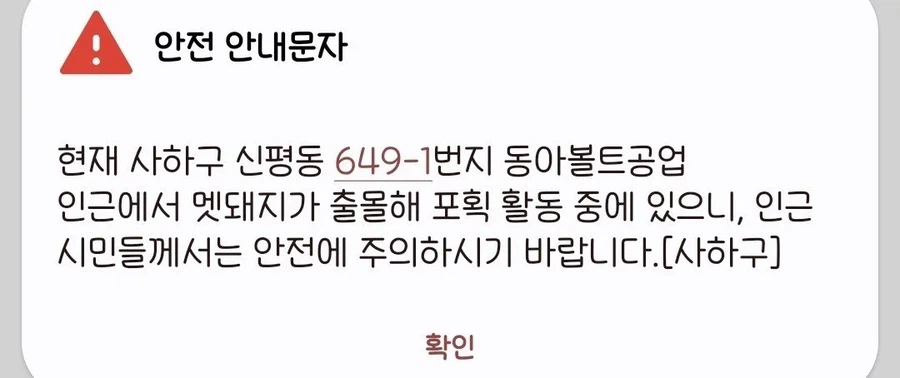부산의 도로를 우습게 본 멧돼지의 최후_1.webp