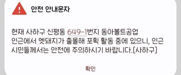 부산의 도로를 우습게 본 멧돼지의 최후_1.webp
