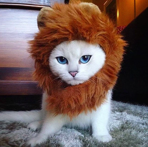 고양이 인스타 팔로워가 167만을 넘은 이유.jpg_5.webp