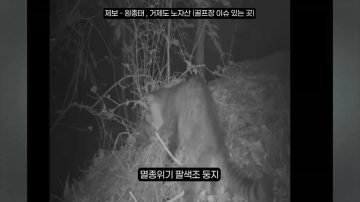 다시 한번 길고양이 문제에 대해 강하게 어필하는 유튜버 (※스압주의)_58.webp