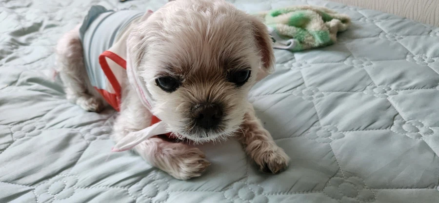 11년간 함께해온 반려견이 세상을 떠났습니다._1.webp