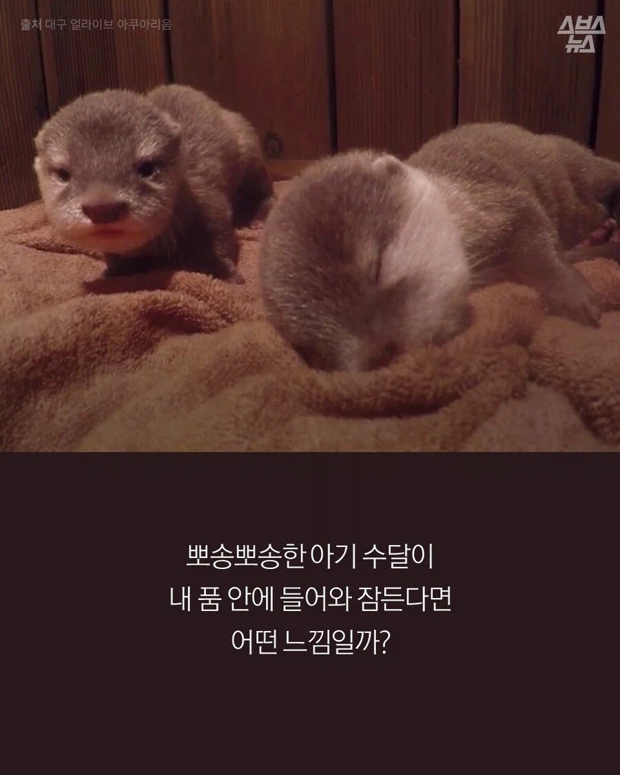 고양이 외에도 인간에게 새끼 맡기는 동물.JPG_1.webp