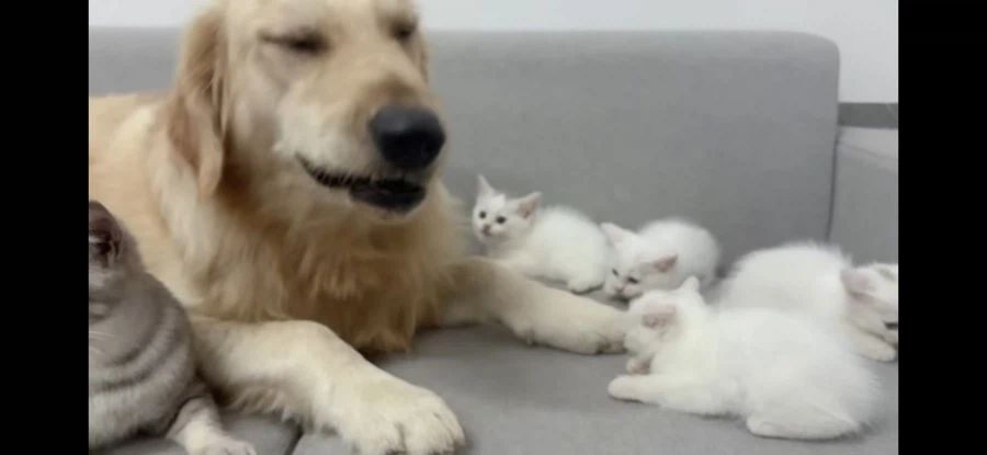 개삼촌 무서워하는 새끼냥들에게 숙련된 엄마냥이 시범 보여줌_7.webp