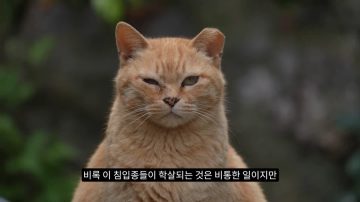 다시 한번 길고양이 문제에 대해 강하게 어필하는 유튜버 (※스압주의)_40.webp