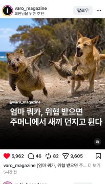 "쿼카아아아앗!!"_2.webp