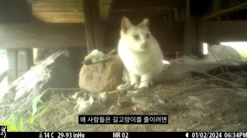 다시 한번 길고양이 문제에 대해 강하게 어필하는 유튜버 (※스압주의)_21.webp