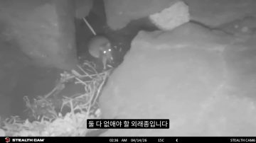 다시 한번 길고양이 문제에 대해 강하게 어필하는 유튜버 (※스압주의)_86.webp