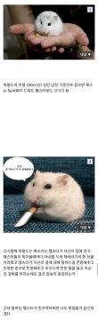 원피스 록스-헤럴드 관계가 재미있는 이유_2.webp