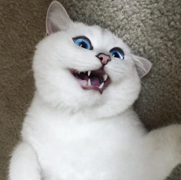 고양이 인스타 팔로워가 167만을 넘은 이유.jpg_7.webp