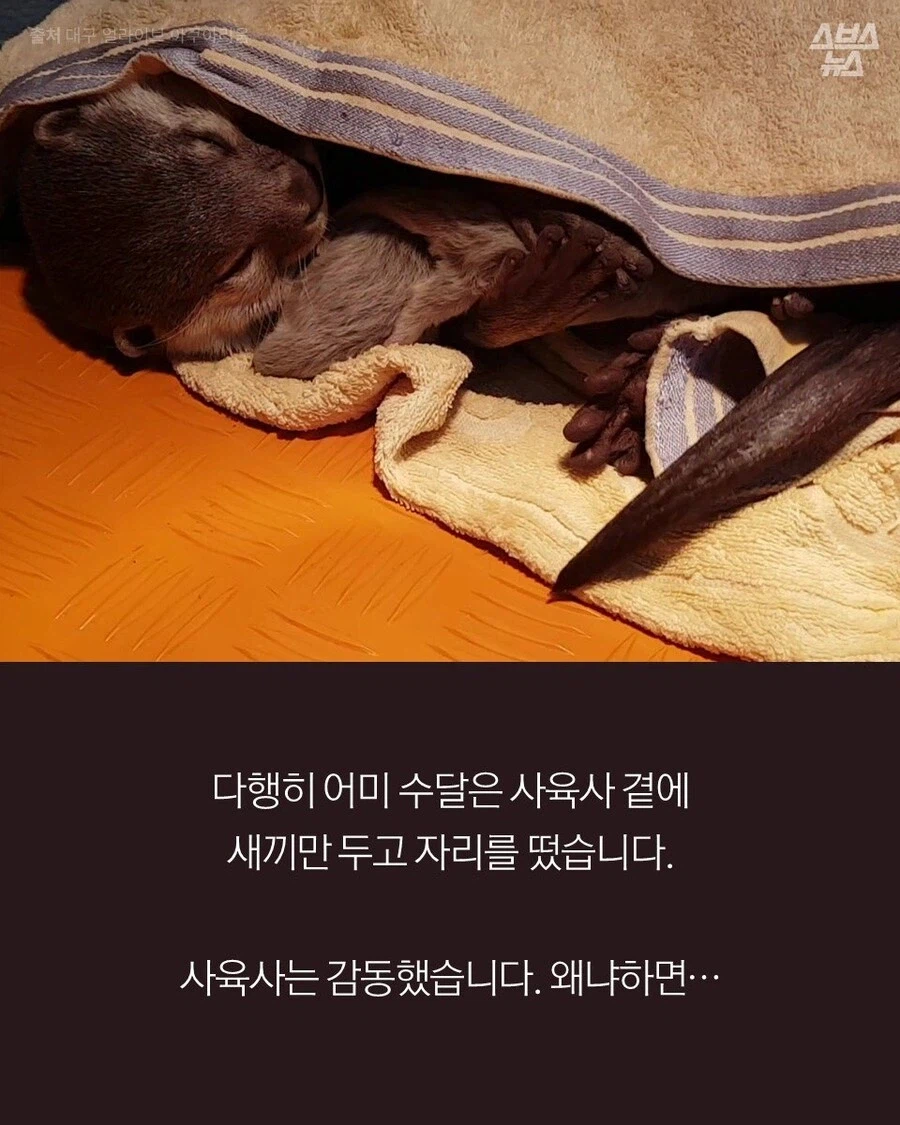 고양이 외에도 인간에게 새끼 맡기는 동물.JPG_5.webp
