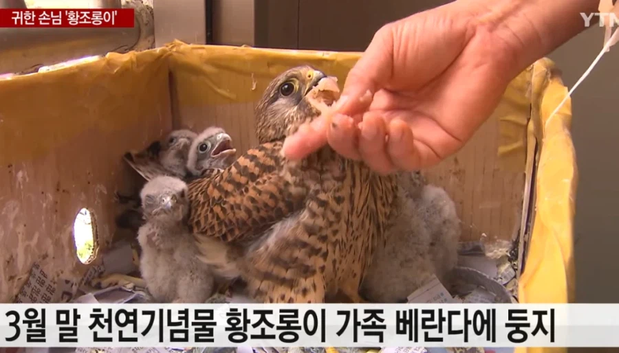 아파트에 적응 잘한 조류_4.webp
