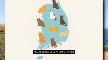 다시 한번 길고양이 문제에 대해 강하게 어필하는 유튜버 (※스압주의)_7.webp