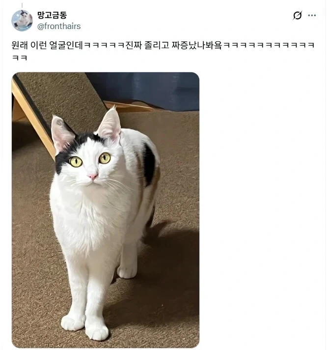 루틴 깨져서 표독해진 고양이_2.webp