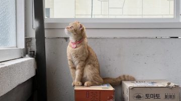 다시 한번 길고양이 문제에 대해 강하게 어필하는 유튜버 (※스압주의)_89.webp