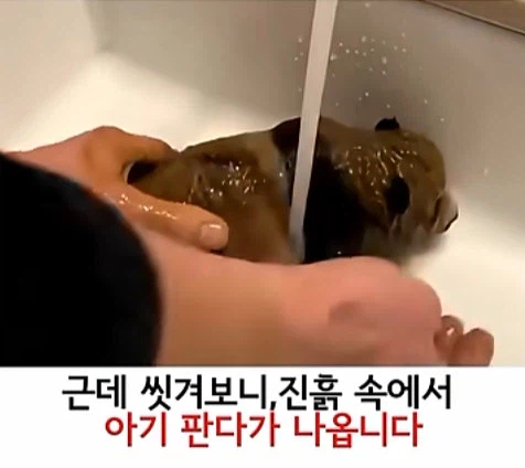 유투브 쇼츠 AI 뇌절 대잔치_4.webp