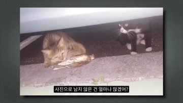 다시 한번 길고양이 문제에 대해 강하게 어필하는 유튜버 (※스압주의)_62.webp