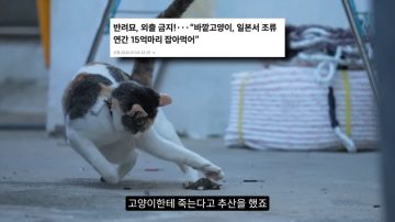 다시 한번 길고양이 문제에 대해 강하게 어필하는 유튜버 (※스압주의)_53.webp