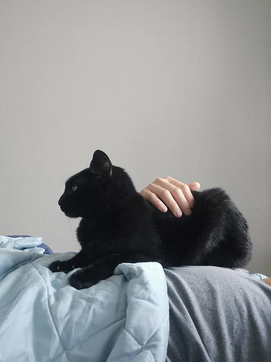 현재 우리집 냥이 근황_1.webp