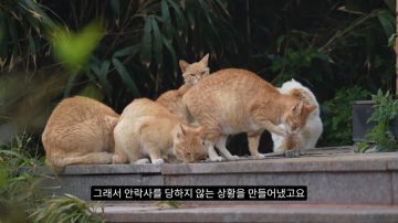 다시 한번 길고양이 문제에 대해 강하게 어필하는 유튜버 (※스압주의)_76.webp