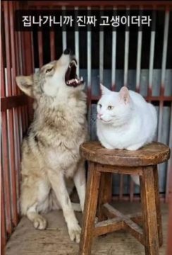 서산 늑대개 근황_2.webp
