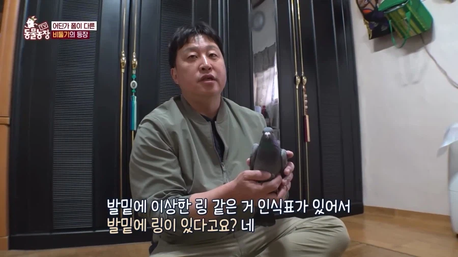 일본에서 1200km 를 날아서 한국으로 온 비둘기_6.webp