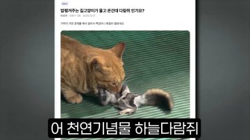 다시 한번 길고양이 문제에 대해 강하게 어필하는 유튜버 (※스압주의)_56.webp