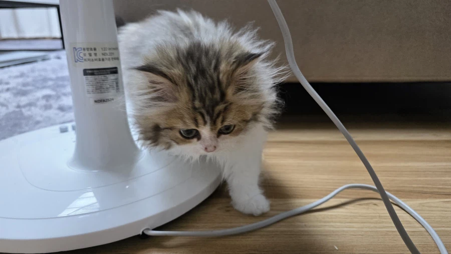 이 나이에 괭이 키우고 왜 육아를 어릴 때 하라는지 알았음_7.webp