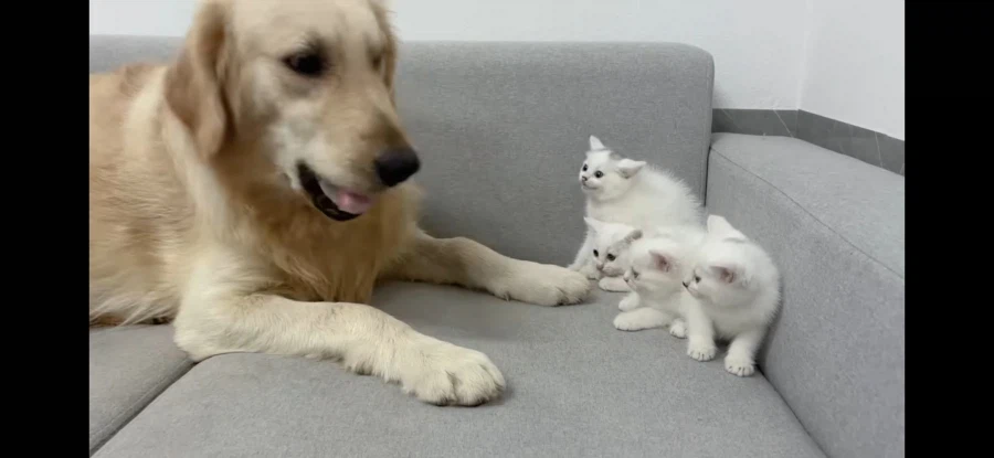 개삼촌 무서워하는 새끼냥들에게 숙련된 엄마냥이 시범 보여줌_3.webp