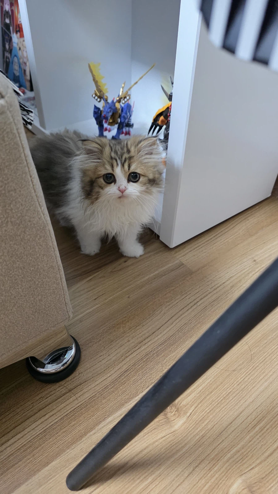 이 나이에 괭이 키우고 왜 육아를 어릴 때 하라는지 알았음_10.webp