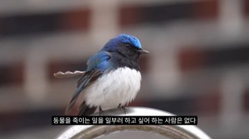 다시 한번 길고양이 문제에 대해 강하게 어필하는 유튜버 (※스압주의)_41.webp