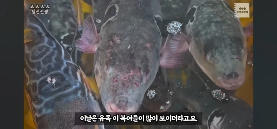 산란기의 복어독이 강하지만 상관없는이유_1.webp