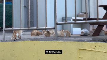 다시 한번 길고양이 문제에 대해 강하게 어필하는 유튜버 (※스압주의)_79.webp