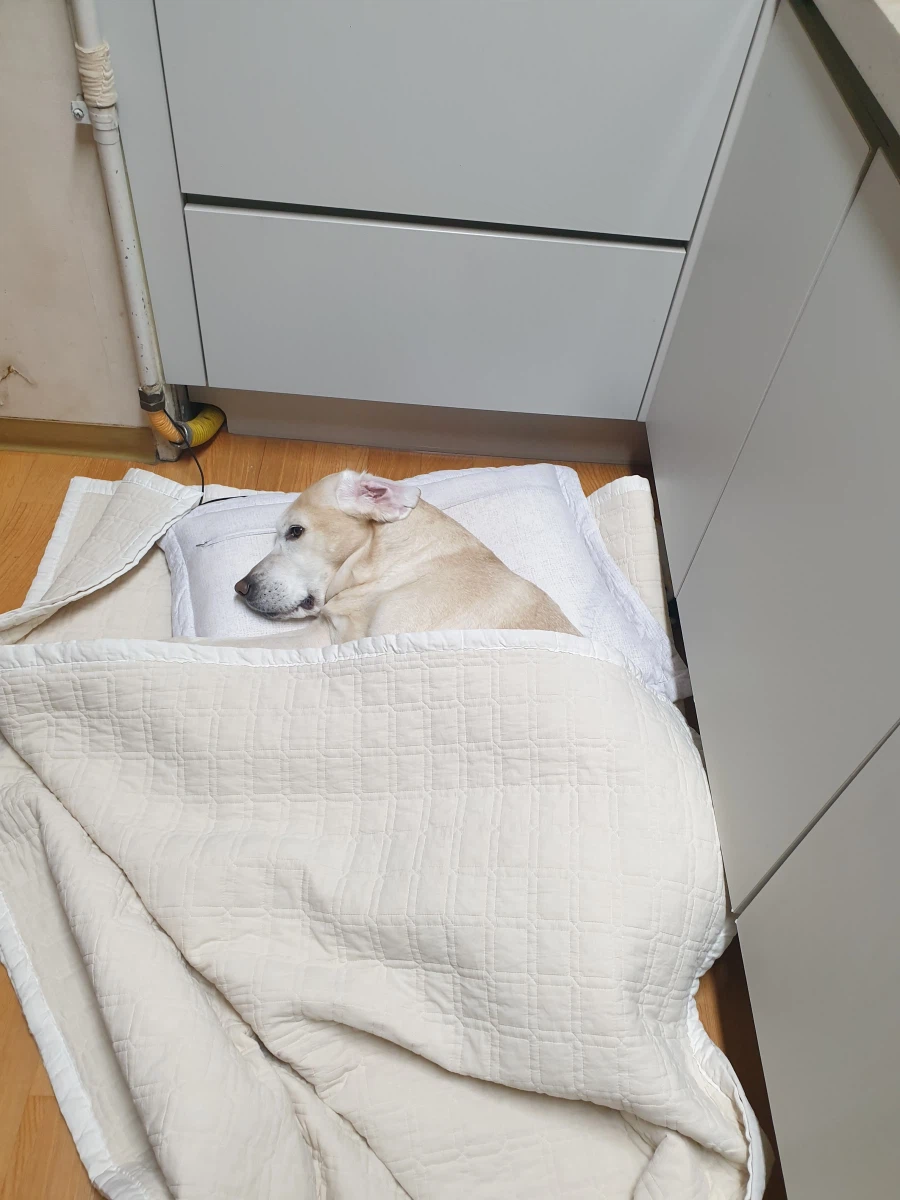 너희가 뭘 할 수 있지?_1.webp