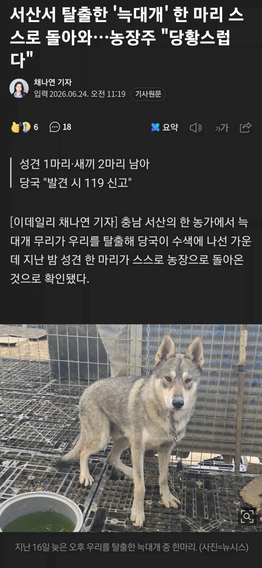 서산에서 탈출한 늑대개들....