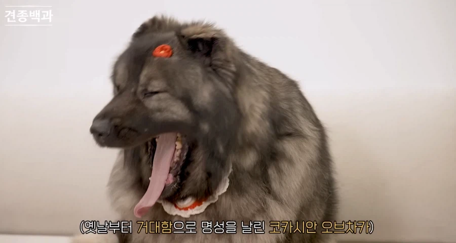강형욱이 로트와일러 같은 맹견보다도 키우기 힘들다한 견종.JPG_2.webp