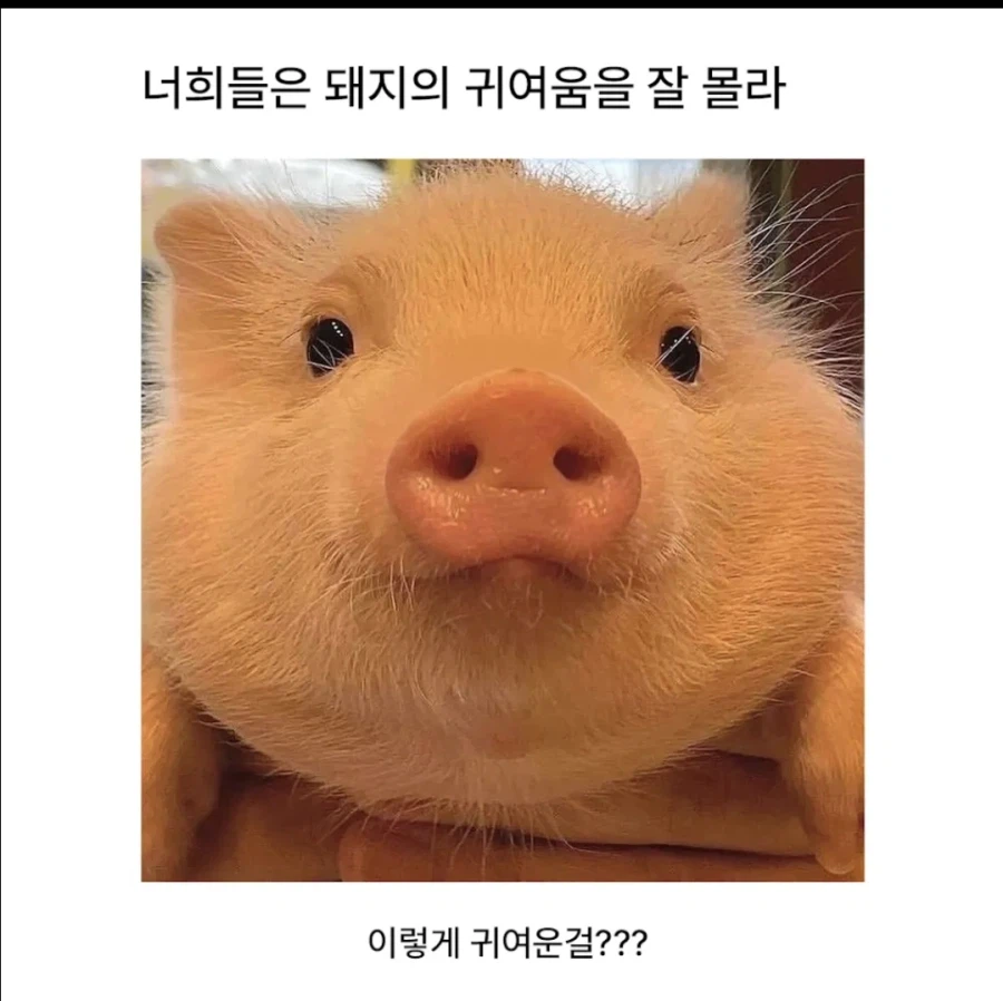 너희는 돼지의 귀여움을 몰라_1.webp