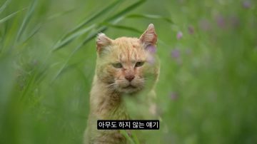 다시 한번 길고양이 문제에 대해 강하게 어필하는 유튜버 (※스압주의)_17.webp