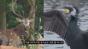 다시 한번 길고양이 문제에 대해 강하게 어필하는 유튜버 (※스압주의)_48.webp