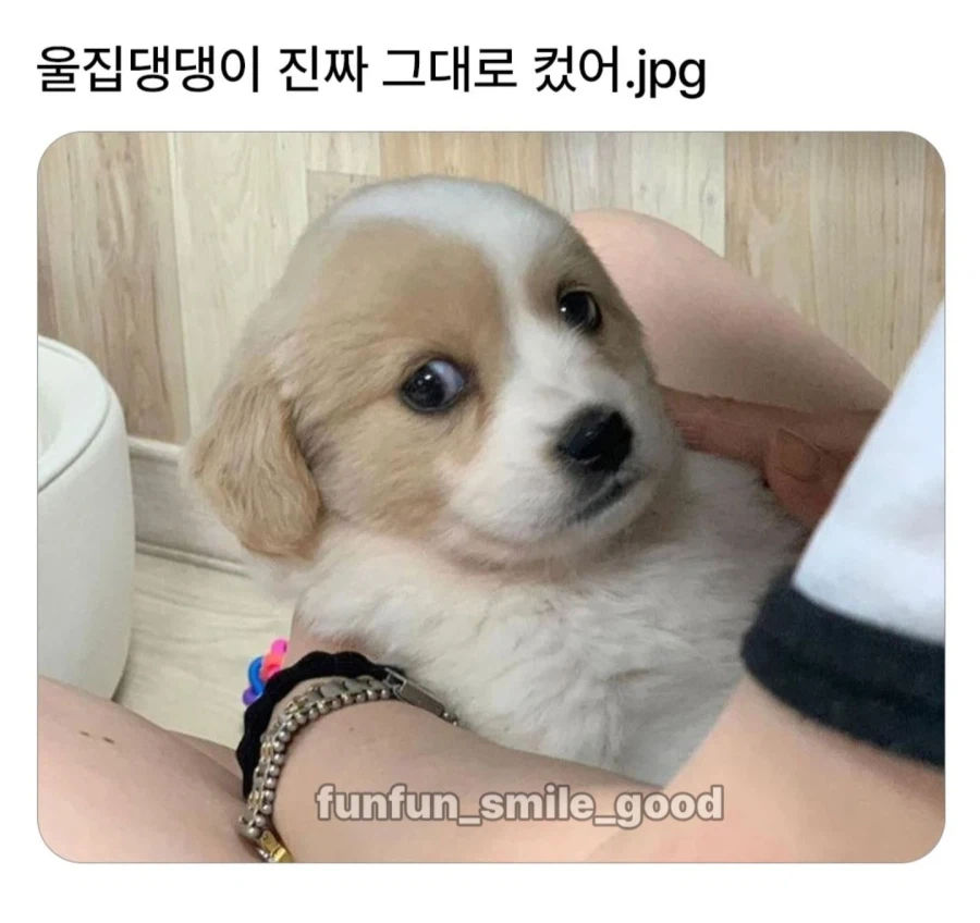 어릴적 그대로 컸다는 강아지.JPG_1.webp