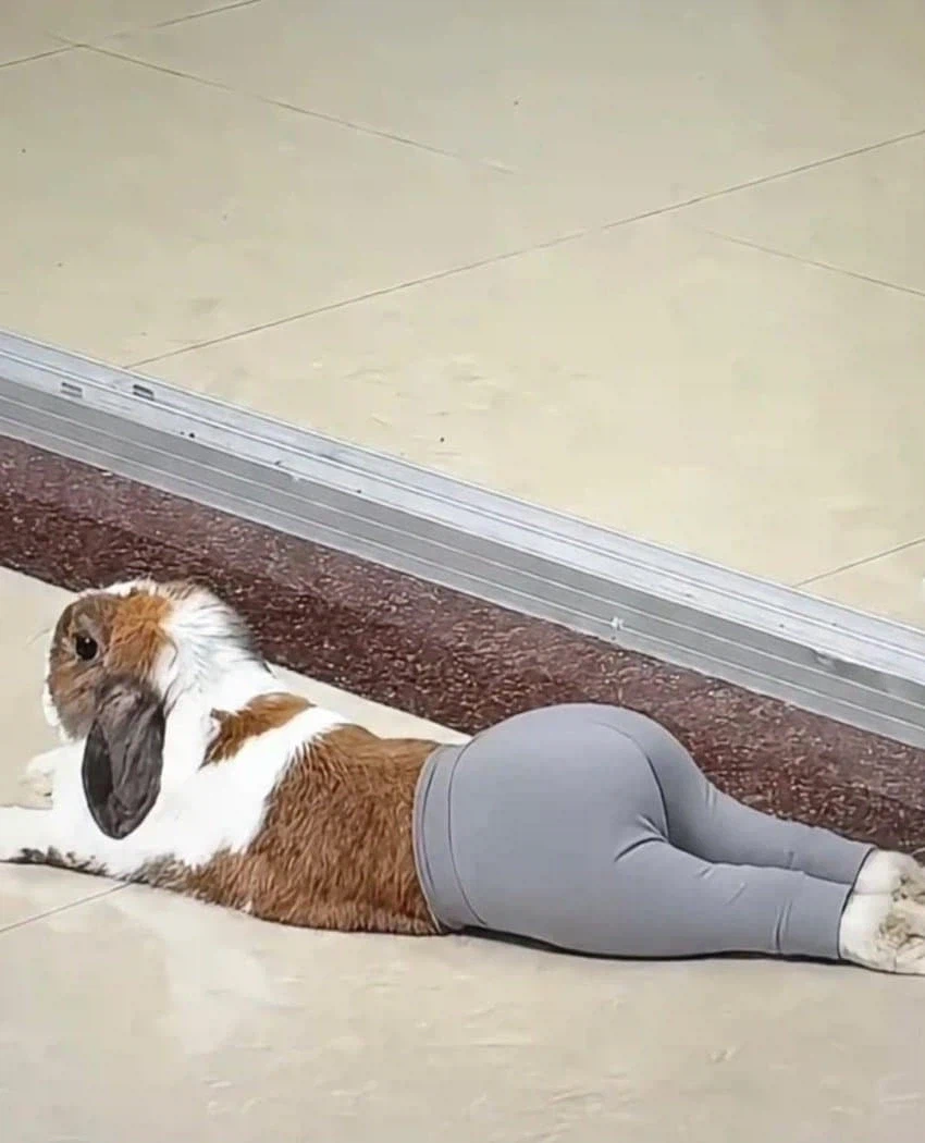 조금 수상한 토끼한테 옷입힌 짤_2.webp