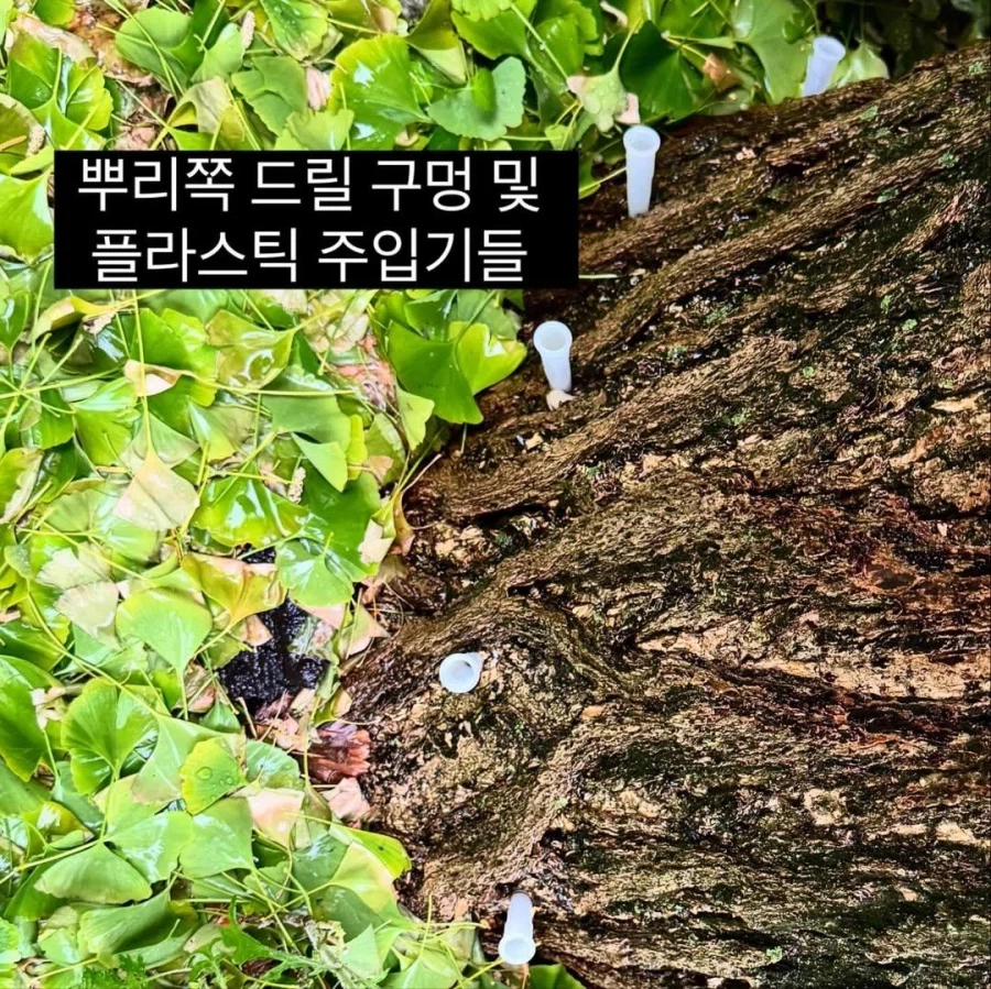 남의집 은행나무 독살시킨 유명 미술관_3.webp
