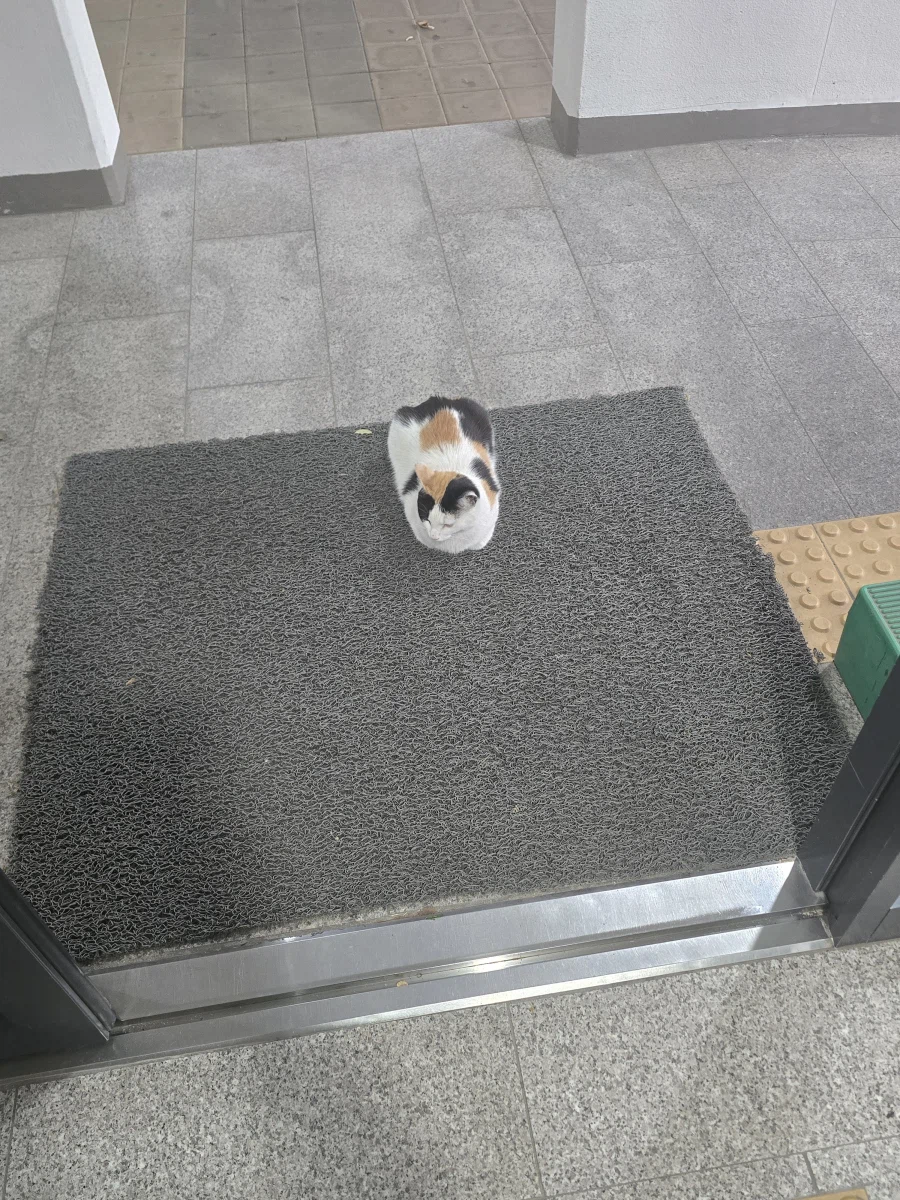 고양이가 겁이 없네?_1.webp
