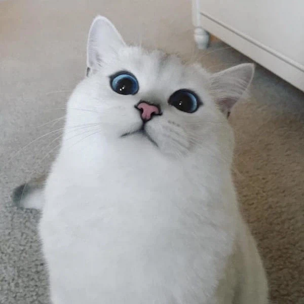 고양이 인스타 팔로워가 167만을 넘은 이유.jpg_8.webp