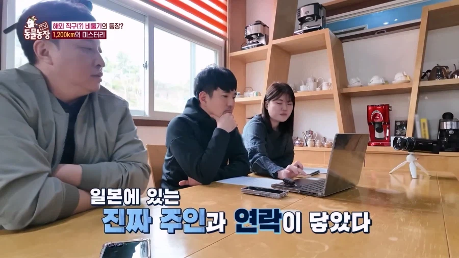 일본에서 1200km 를 날아서 한국으로 온 비둘기_11.webp